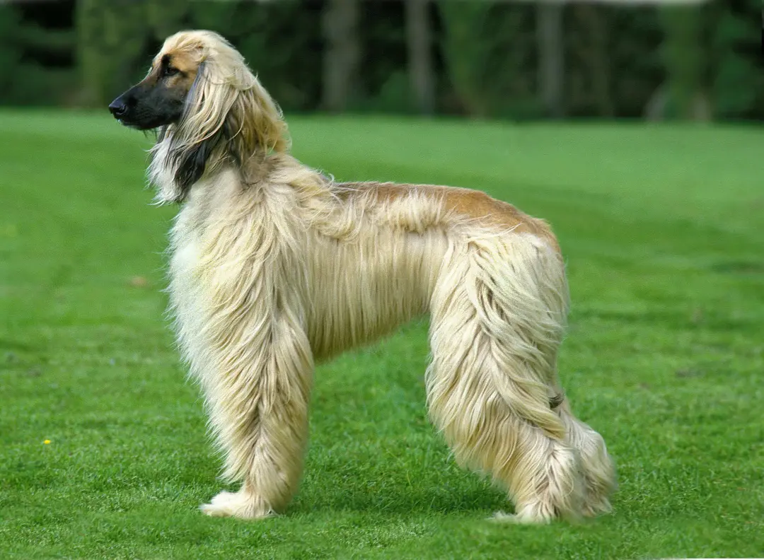 A beautiful Afghan Hound dog